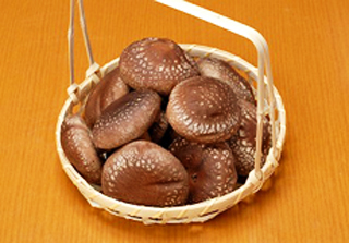 Shiitake mushroom